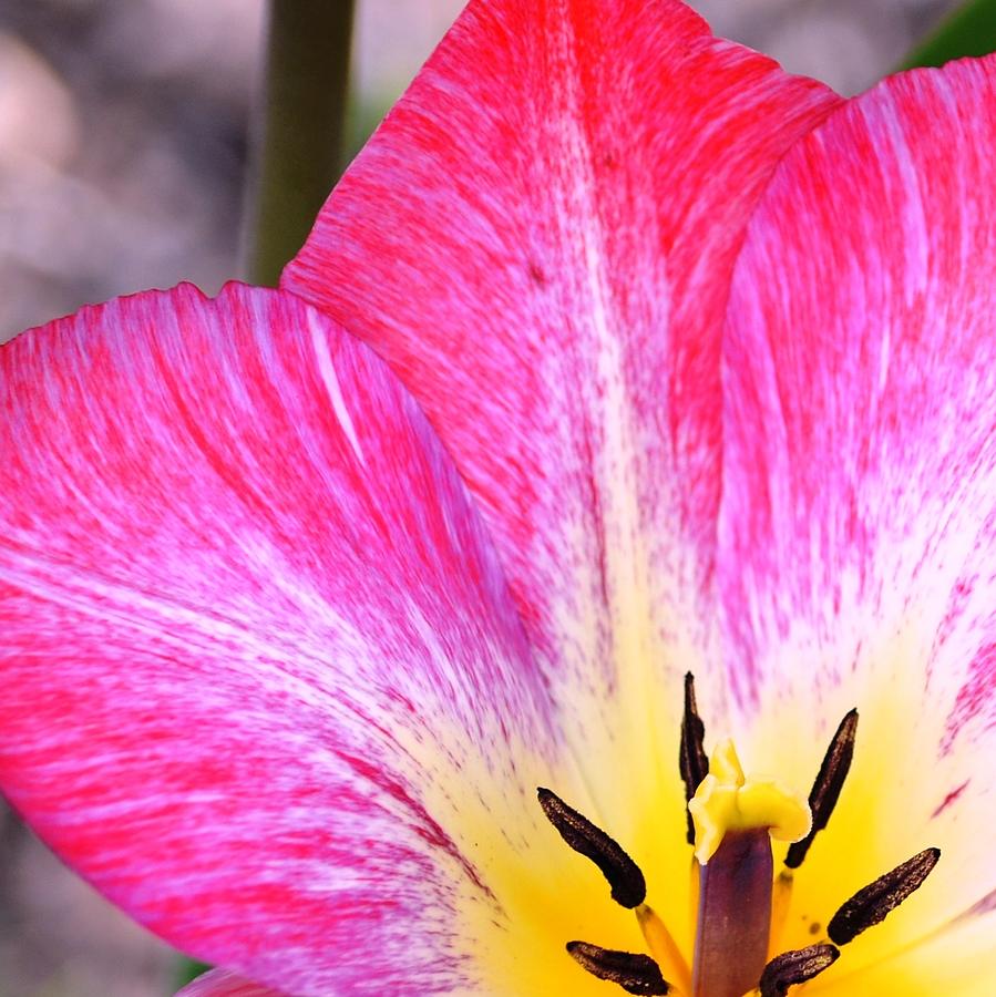 Pink Tulip Macro Photograph by P S