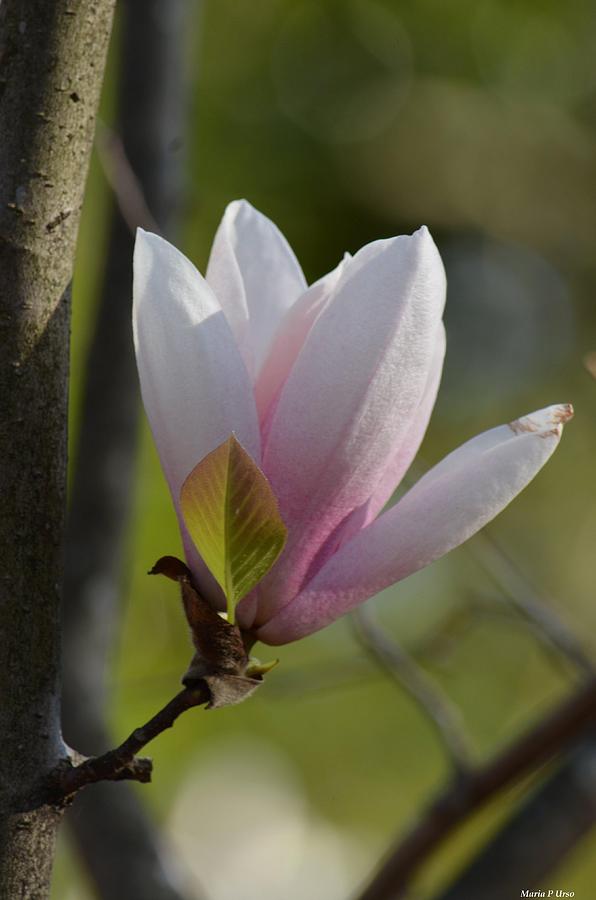 Pink Tulip Magnolia Tree Photograph by Maria Urso