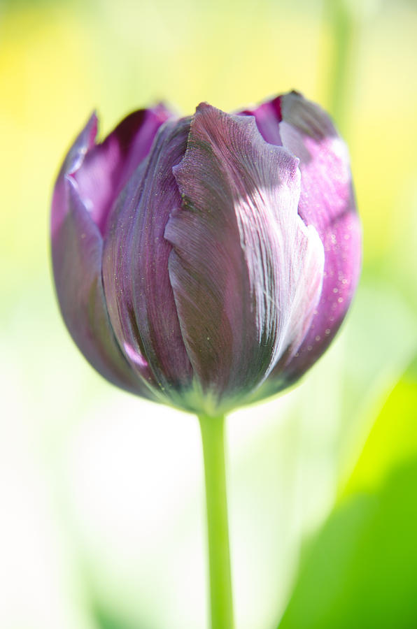 Spring Photograph - Pink Tulip by Michael Goyberg