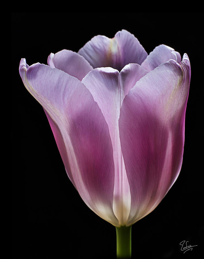 Pink Tulip  Photograph by Endre Balogh