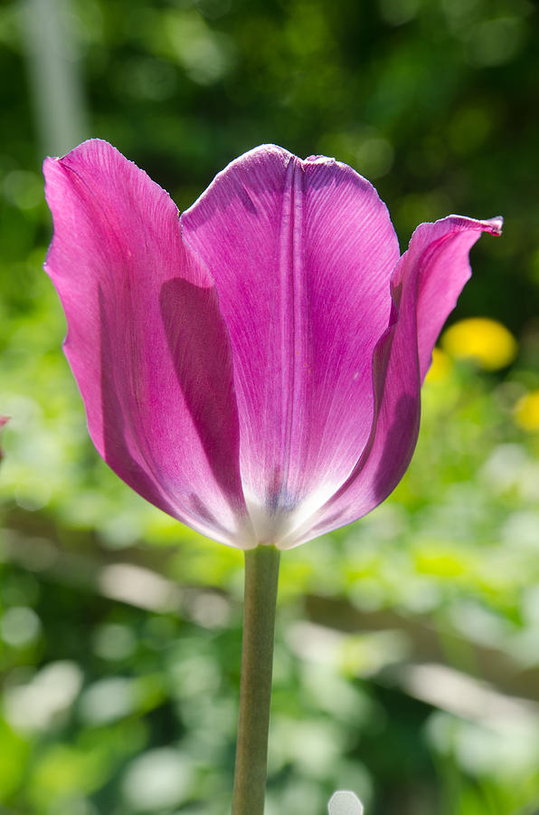 Pink Tulip on the green background Photograph by Michael Goyberg