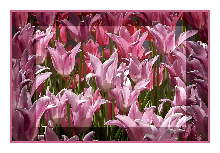 Pink Tulip Parade Photograph by Peggy Dietz