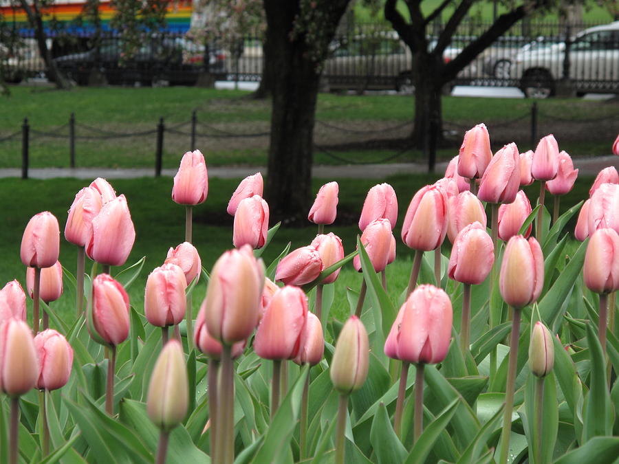 Pink Tulip Patch Photograph by Barbara McDevitt