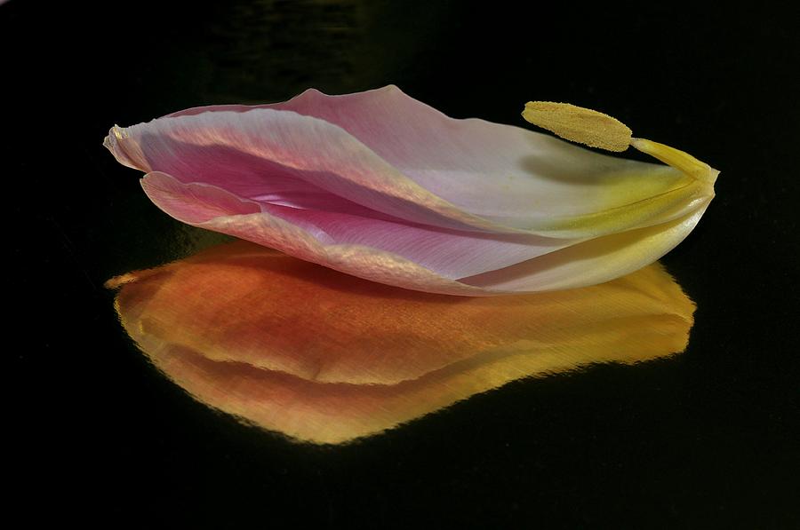 Pink Tulip Petal Reflected on Black Photograph by Phyllis Meinke