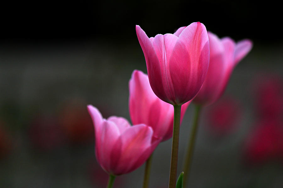 Pink Tulip Power Photograph by Martin Morehead - Fine Art America