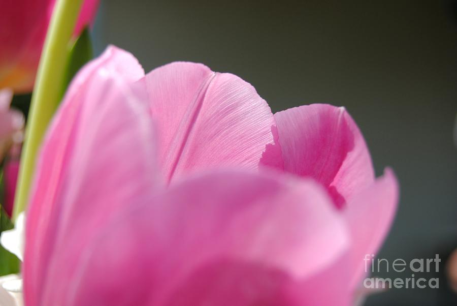 Pink Tulip Photograph by Rachael Shaw