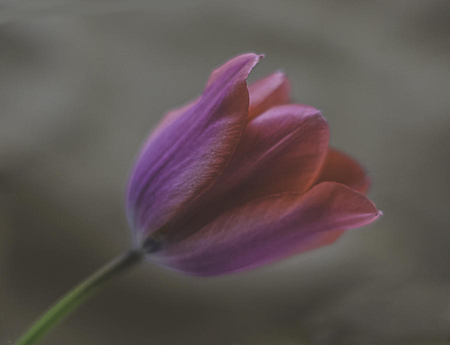 Pink Tulip Photograph by Ron Roberts
