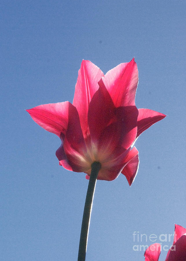 Pink Tulip Photograph by Rudi Prott