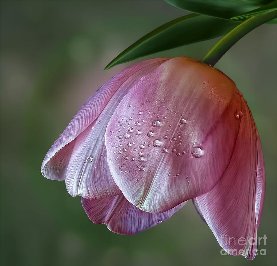 Pink Tulip Photograph by Shirley Mangini