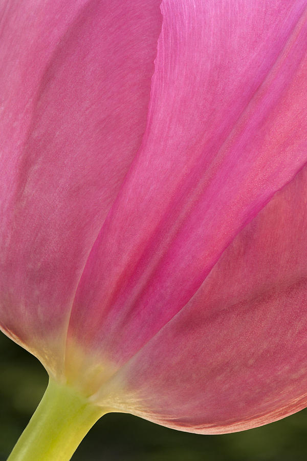 Pink Tulip  Photograph by Susan Candelario