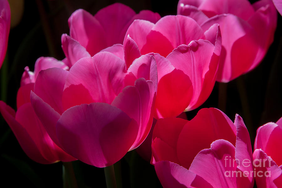 Pink Tulips 1 Photograph by Chris Scroggins
