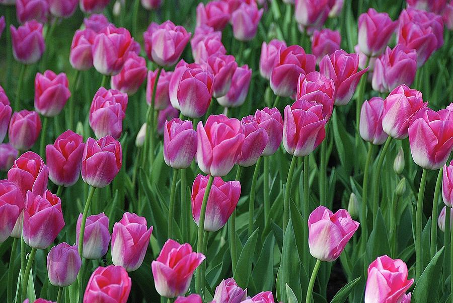 Lily Photograph - Pink Tulips 2 by Allen Beatty