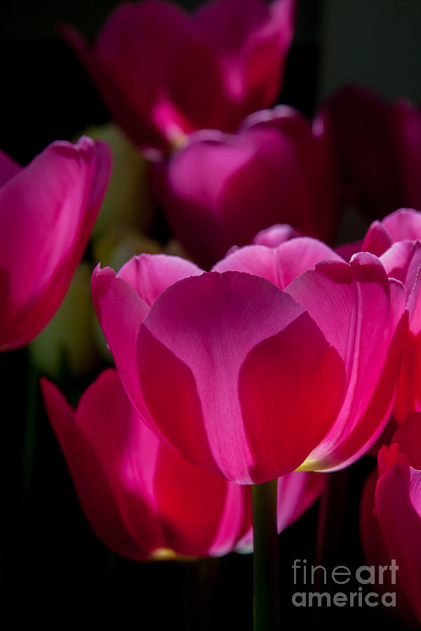 Pink Tulips 2 Photograph by Chris Scroggins