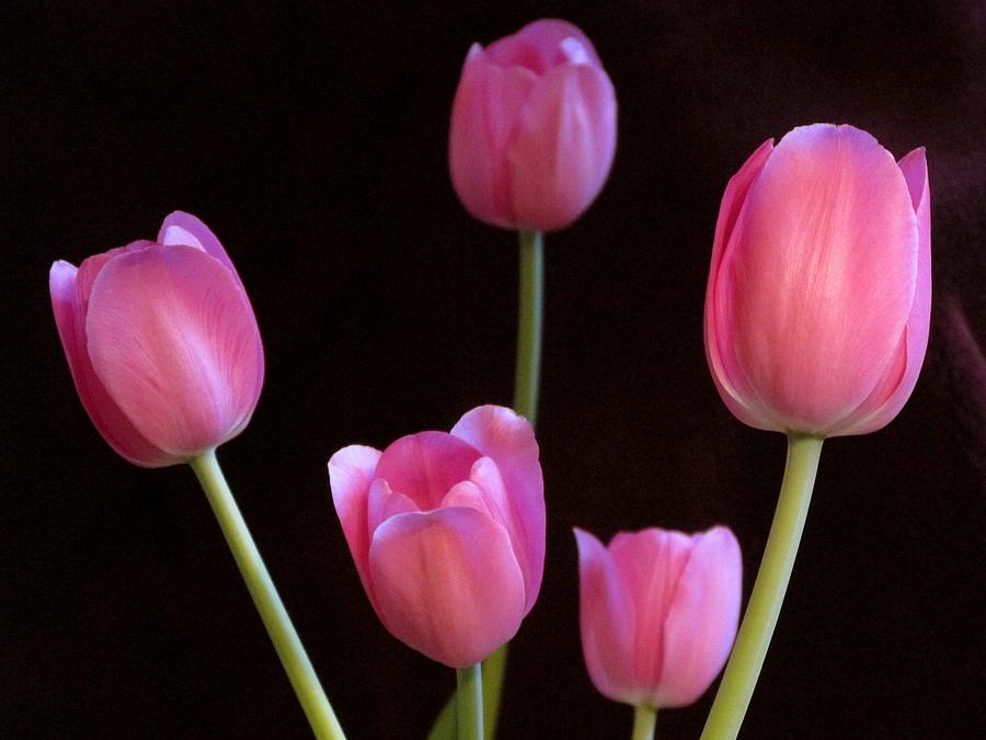 Pink Tulips 2 Photograph by Lynne Miller - Fine Art America