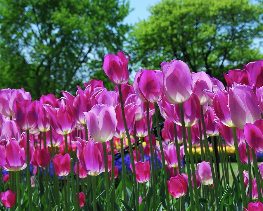 Lily Photograph - Pink Tulips by Allen Beatty