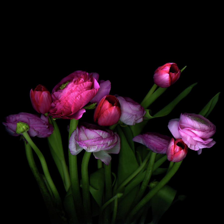 Pink Tulips And Ranunculus Photograph by Photograph By Magda Indigo