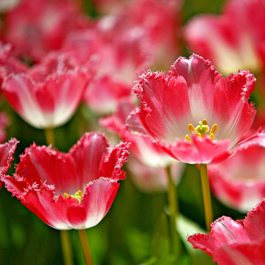 Pink Tulips Photograph by Art Block Collections