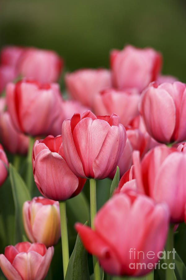 Pink Tulips Photograph by Brian Jannsen