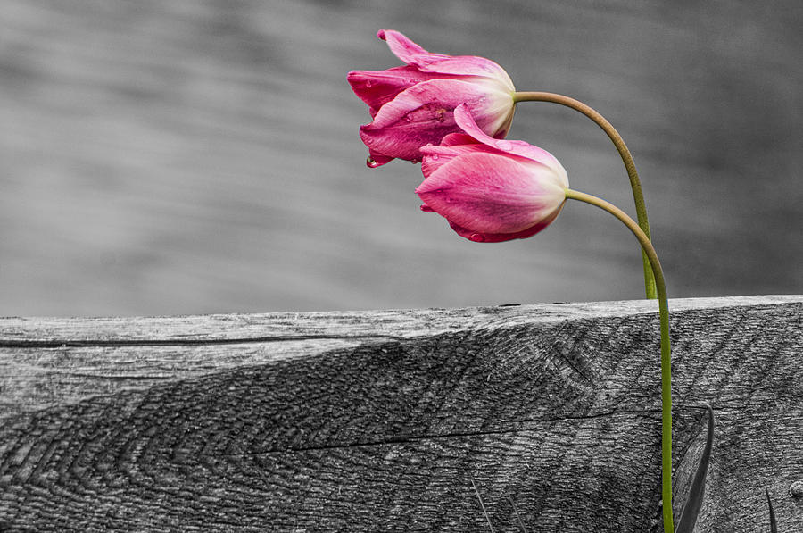 Pink Tulips Photograph by Cathy Kovarik