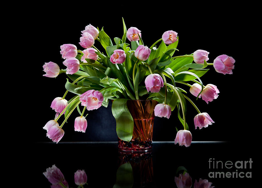 Pink tulips bouquet sag in glass vase on black Photograph by Arletta ...