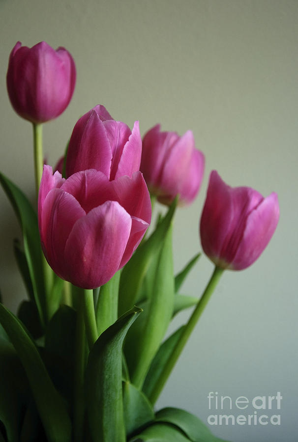 Pink Tulips Photograph by Debra Fedchin