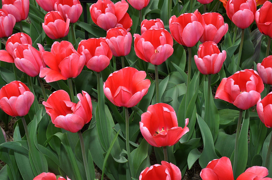 Pink tulips Photograph by Diane Lent