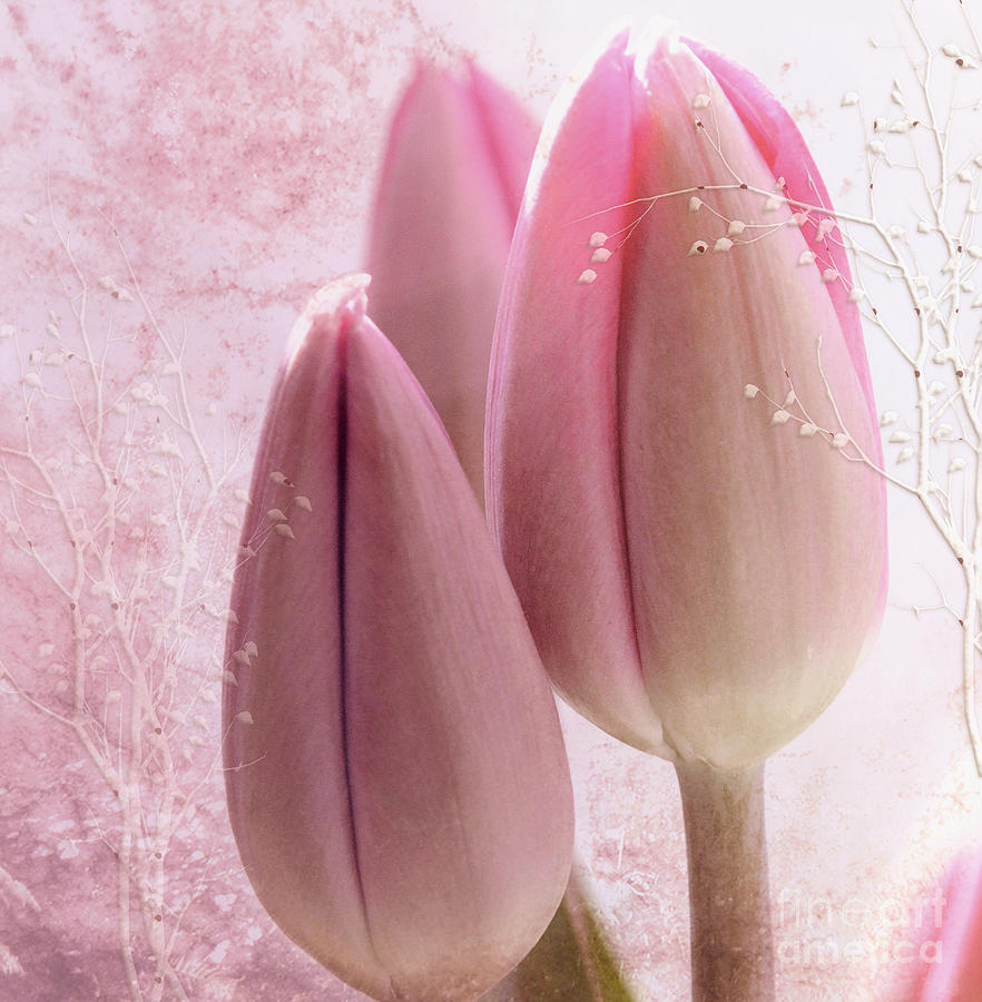Pink Tulips  Photograph by Elaine Manley