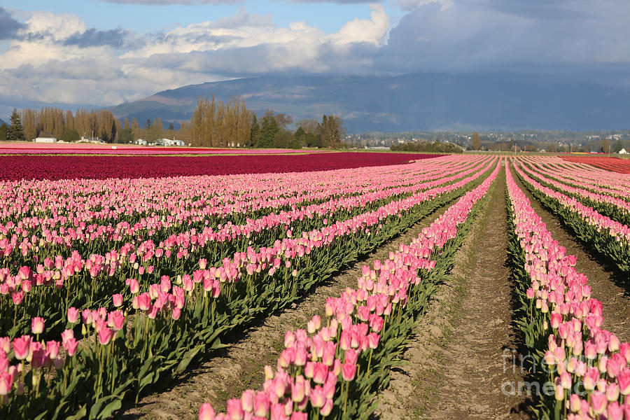 Tulip Photograph - Pink Tulips Field by Carol Groenen