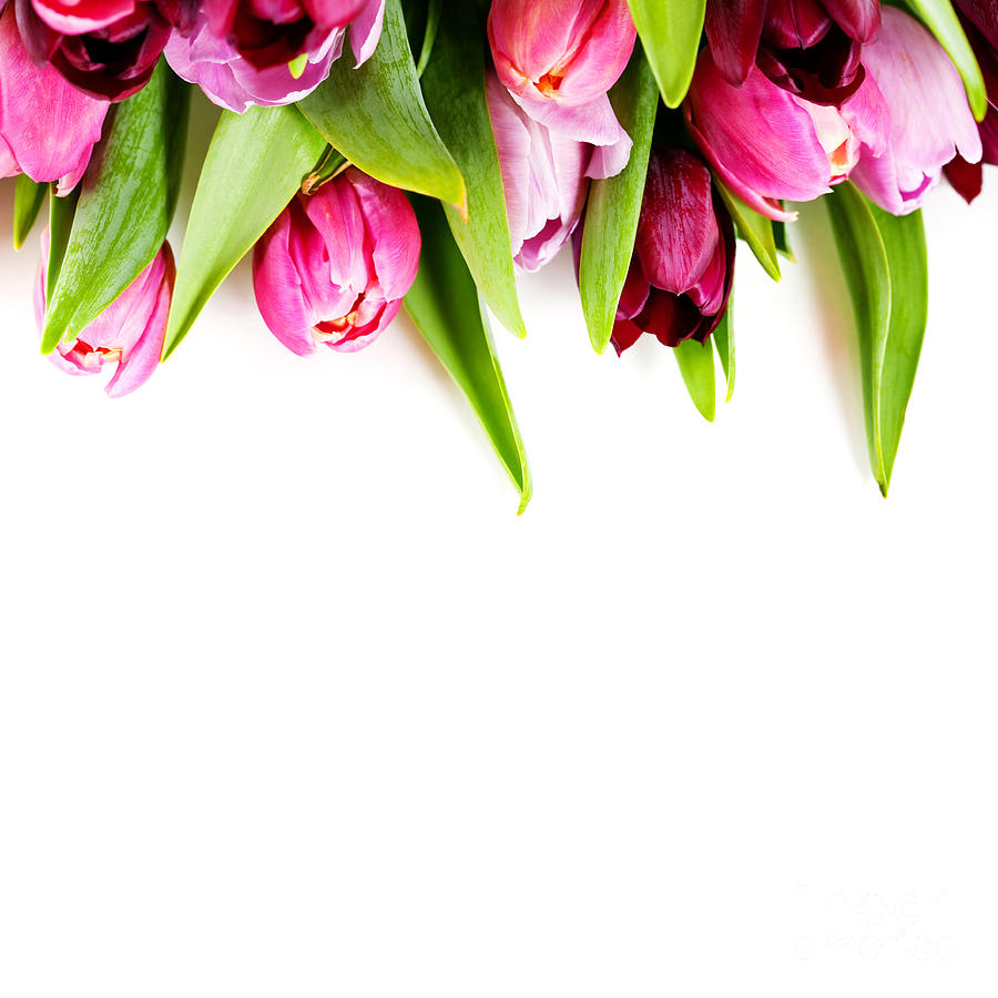 Pink Tulips  flower Photograph by Boon Mee