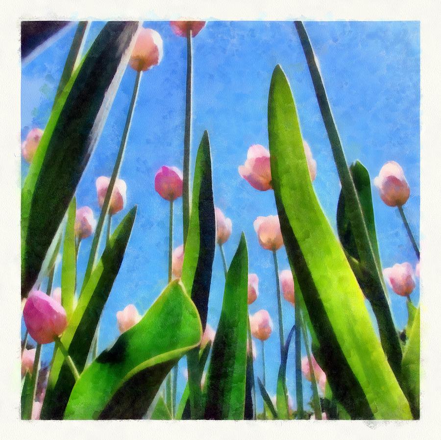 Still Life Photograph - Pink Tulips from the Bottom Up by Michelle Calkins