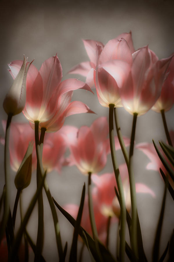 Tulip Photograph - Pink Tulips Glow by Michelle Joseph-Long