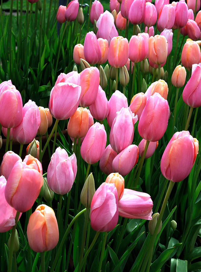 Pink Tulips Photograph by Haleh Mahbod