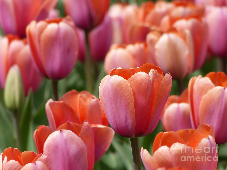Tulip Photograph - Pink Tulips II by Christine Stack
