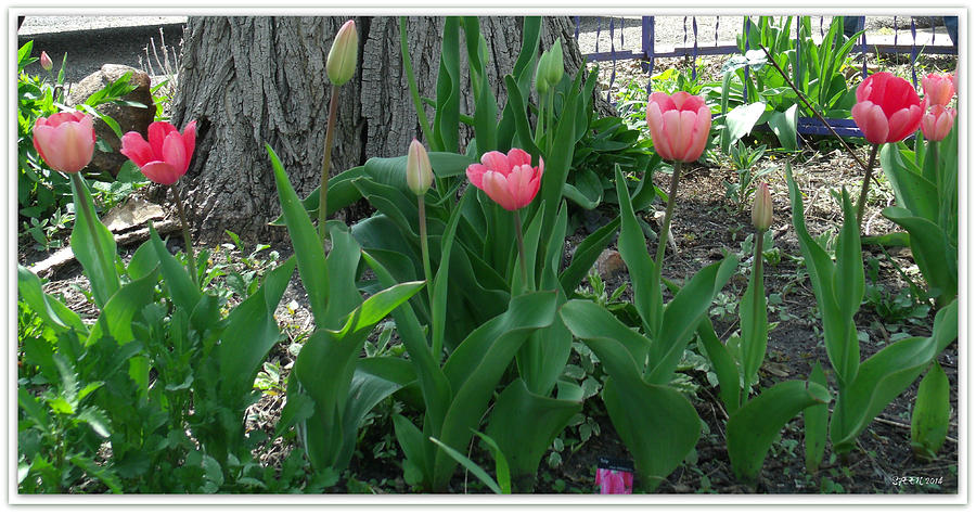 Pink Tulips in a Row Digital Art by Christine Nichols