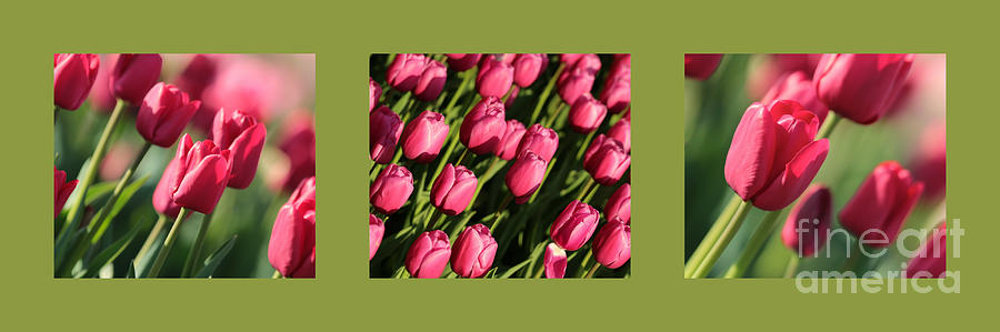 Pink Tulips in Green Triptych Photograph by Carol Groenen