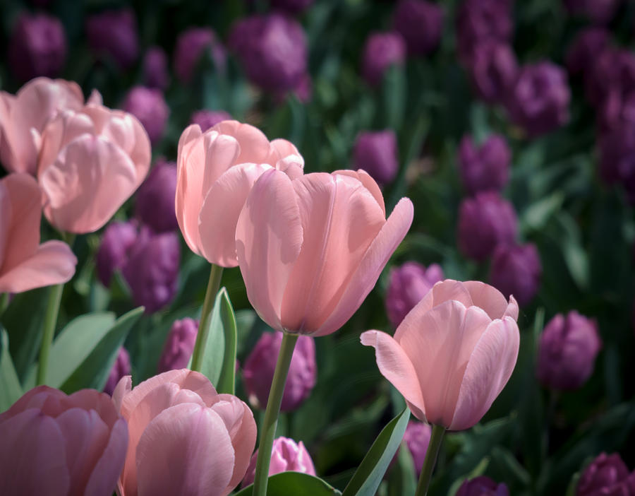 Pink Tulips Photograph by James Barber