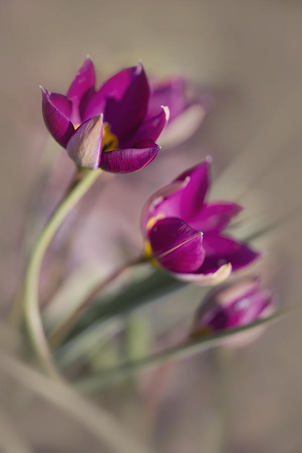 Flower Photograph - Pink tulips by Jaroslaw Blaminsky