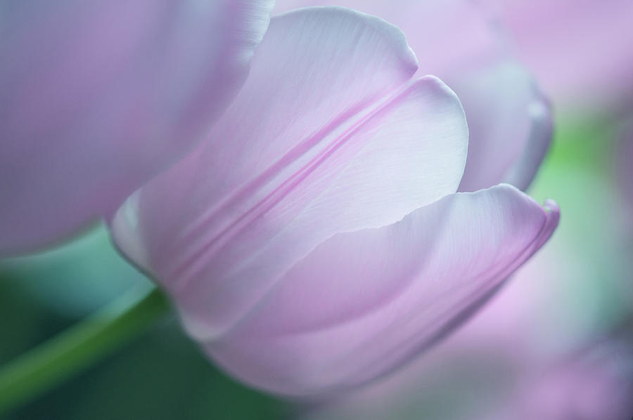 Pink Tulips Photograph by Jeanl Photography