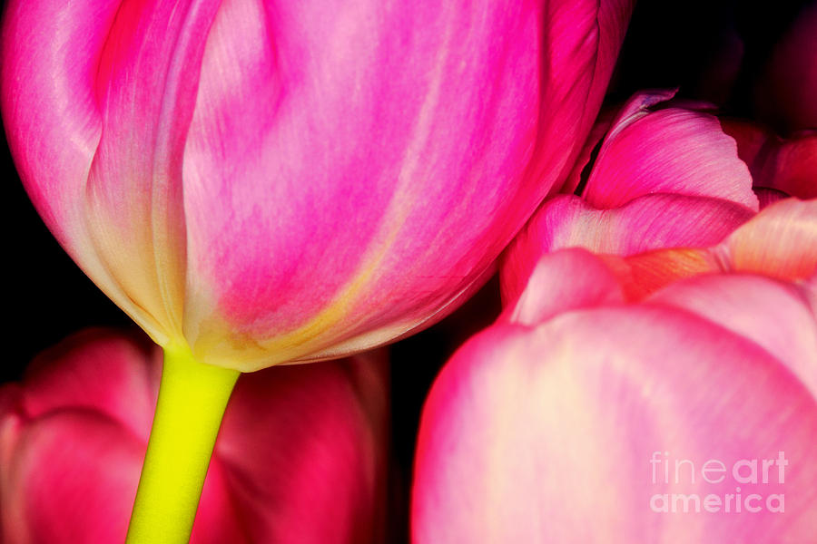Pink tulips Photograph by Nick  Biemans