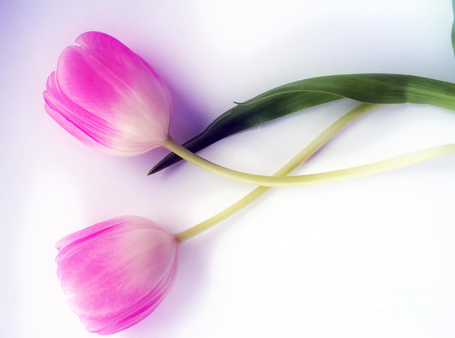 Tulip Photograph - Pink Tulips by Nina Ficur Feenan