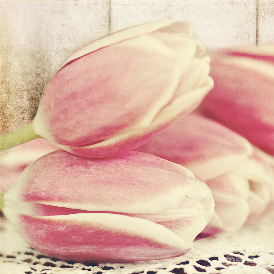 Pink Tulips Photograph by Pam  Holdsworth