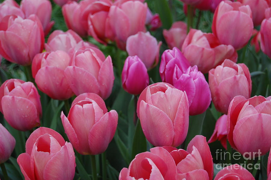 Pink Tulips Photograph by Patty Vicknair