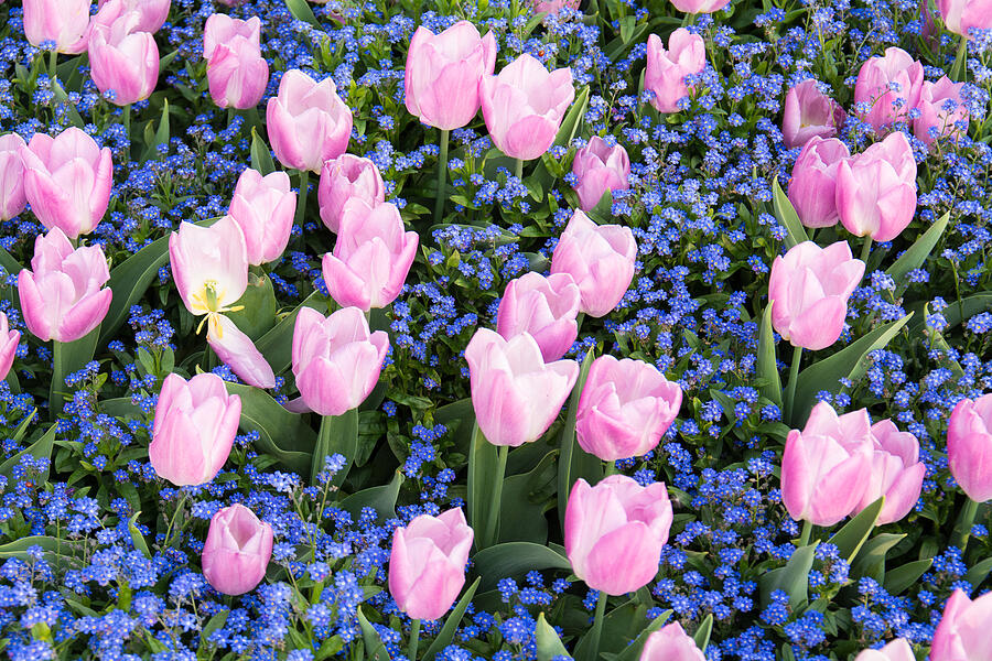 Pinkish Tulips Photograph by Robert VanDerWal