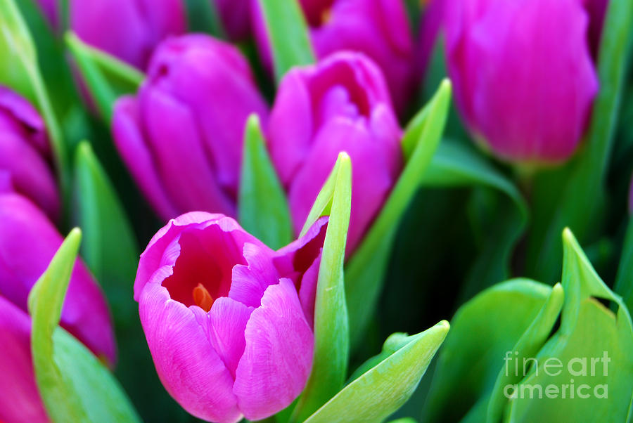 Flower Photograph - Pink Tulips by Sabine Jacobs