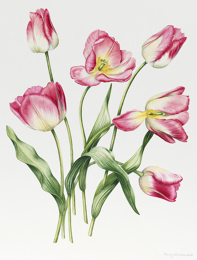 Pink Tulips Painting by Sally Crosthwaite