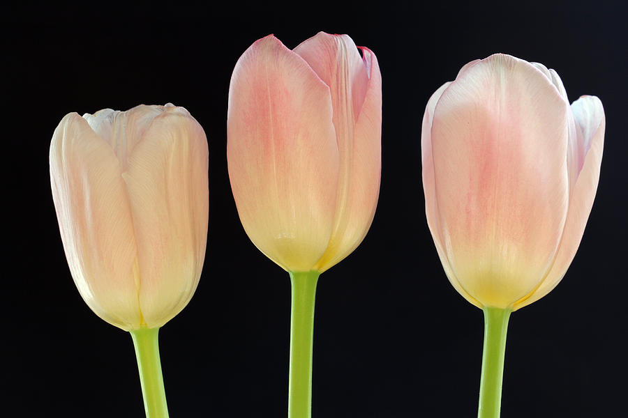 Tulip Photograph - Pink Tulips Splendor by Juergen Roth