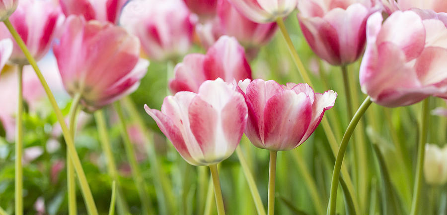 Pink Tulips Digital Art by Susan Stone