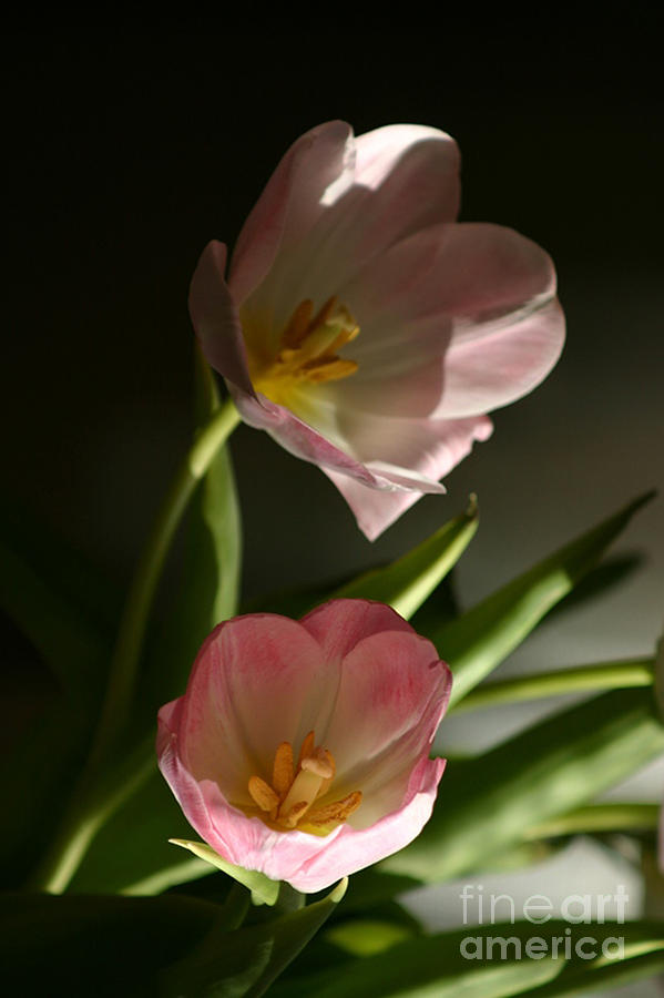 Pink tulips Photograph by Susanne Baumann