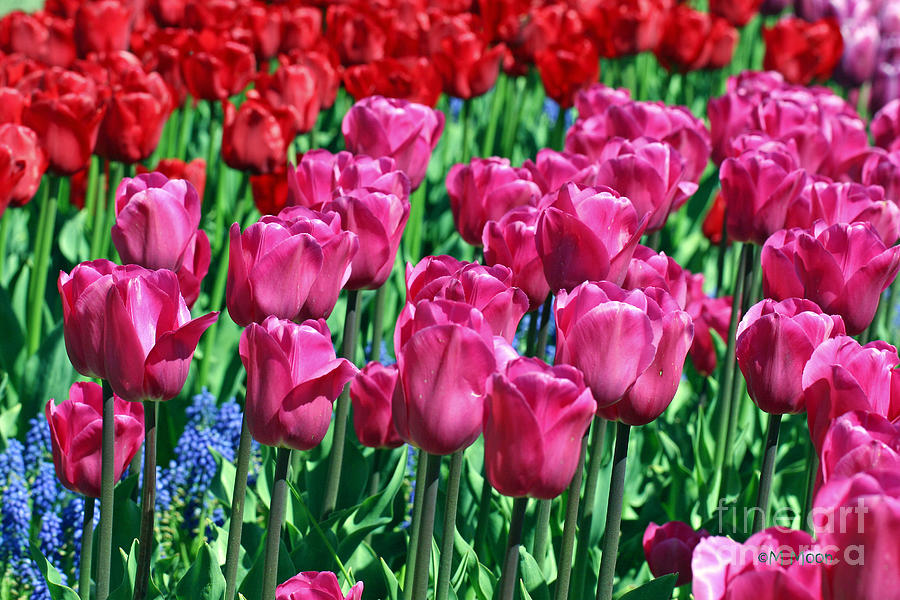 Pink Tulips Photograph