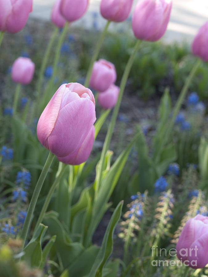 Tulip Photograph - Pink Tulips  by Tara Lynn